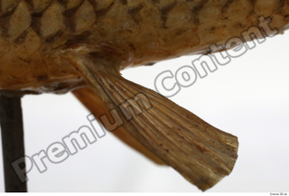 Common chub Squalius cephalus belly fin 0006.jpg